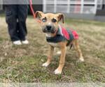 Small Mutt