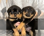 Small Photo #3 Rottweiler Puppy For Sale in PORTLAND, OR, USA