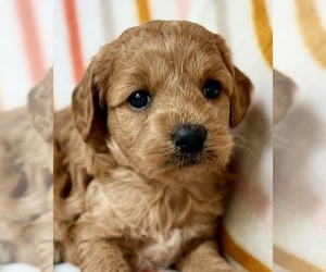 Medium Cavapoo (Miniature)