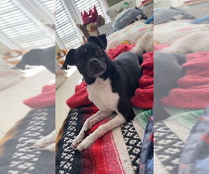 Chug Dogs for adoption in oakland, FL, USA