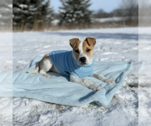 Bulldog-Unknown Mix Dogs for adoption in MIDWAY, UT, USA