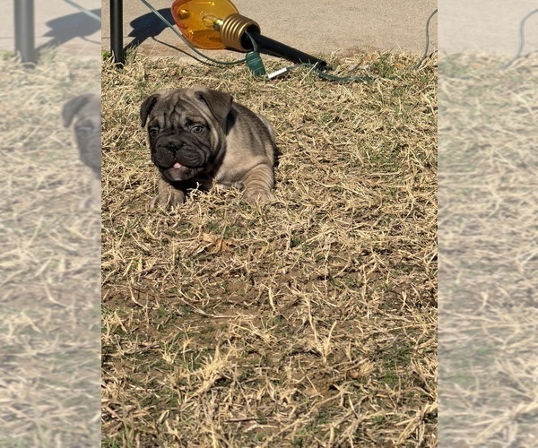 Medium Photo #3 French Bulldog Puppy For Sale in BOYD, TX, USA