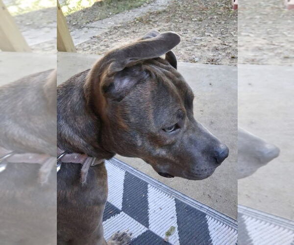 Medium Photo #5 American Pit Bull Terrier-Unknown Mix Puppy For Sale in Germantown, OH, USA