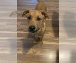 Small #1 Mutt