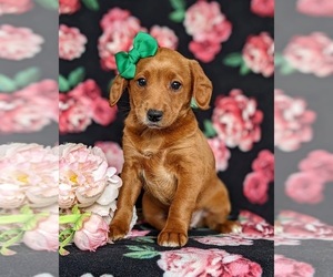 Labradoodle-Poodle (Miniature) Mix Puppy for sale in KIRKWOOD, PA, USA