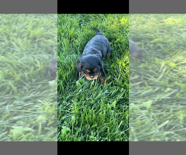 Medium Photo #2 Cavalier King Charles Spaniel Puppy For Sale in NILES, MI, USA