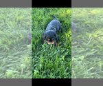 Small #1 Cavalier King Charles Spaniel