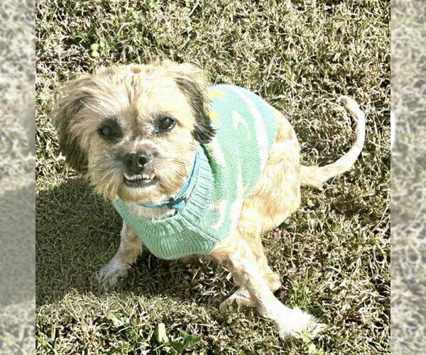 Medium Photo #3 Shih Tzu-Unknown Mix Puppy For Sale in Spring Lake, NC, USA