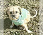 Small #2 Shih Tzu Mix