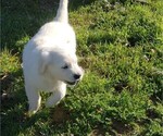 Small Photo #10 Golden Retriever Puppy For Sale in THOUSAND OAKS, CA, USA