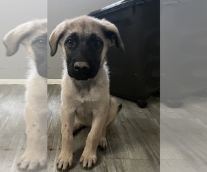 German Shepherd Dog-Mastiff Mix Puppy for sale in LAKEWOOD, CA, USA