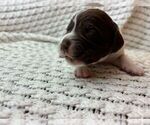 Puppy Puppy 9 Brittany