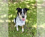 Small #6 Border Collie Mix
