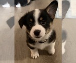 Puppy Brownie Pembroke Welsh Corgi
