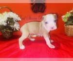 Small #1 American Pit Bull Terrier