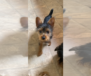 Medium Yorkshire Terrier