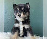 Small Photo #2 Pomsky Puppy For Sale in QUEEN CREEK, AZ, USA