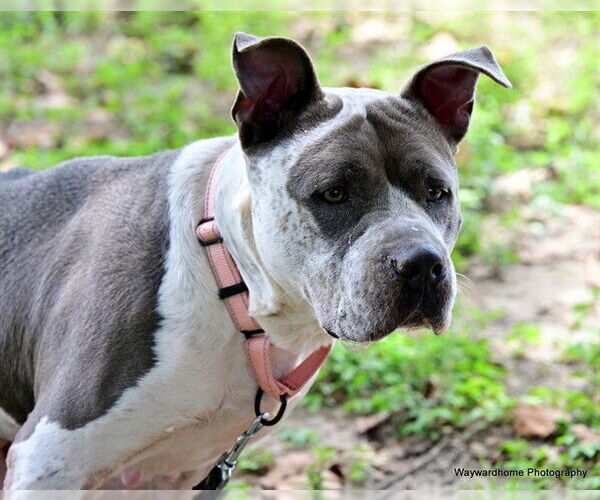 Medium Photo #2 American Pit Bull Terrier Puppy For Sale in Ocala, FL, USA