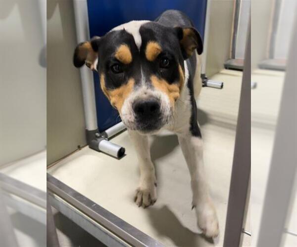 Medium Photo #1 Bulldog-Texas Heeler Mix Puppy For Sale in Bakersfield, CA, USA