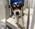 Small Bulldog-Texas Heeler Mix