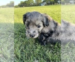 Small Photo #4 Aussiedoodle Miniature  Puppy For Sale in GATESVILLE, TX, USA