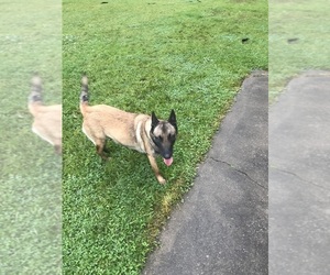 Mother of the Belgian Malinois puppies born on 10/14/2025