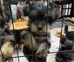 Small Photo #6 Yorkshire Terrier Puppy For Sale in NEWBURGH, IN, USA