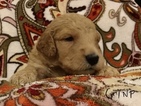 Small Photo #2 Goldendoodle Puppy For Sale in EAST ELLIJAY, GA, USA