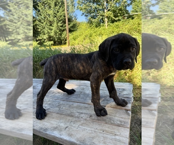 Medium Photo #3 Cane Corso Puppy For Sale in HILLSBORO, OR, USA