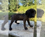 Small #2 Cane Corso