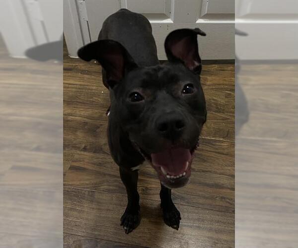 Medium Photo #1 Mutt Puppy For Sale in San Antonio, TX, USA