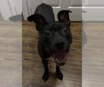 Small Mutt