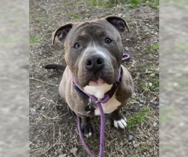 Medium Photo #5 Mutt Puppy For Sale in Glen Allen, VA, USA