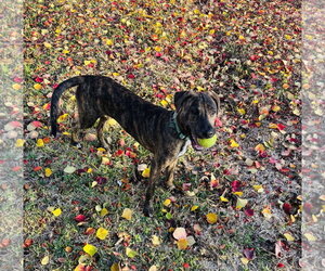 Jekyll - Male Plott Hound Dog for Adoption - Photo #3