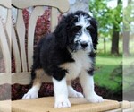 Small Photo #2 Bernedoodle Puppy For Sale in MERCERSBURG, PA, USA