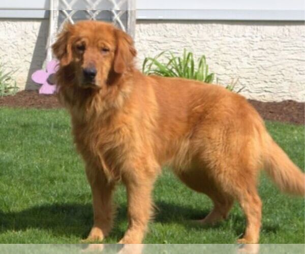 Medium Photo #1 Golden Retriever Puppy For Sale in NEW HOLLAND, PA, USA