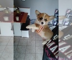 Small Photo #6 Pembroke Welsh Corgi Puppy For Sale in INDIANAPOLIS, IN, USA