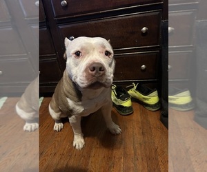 Father of the American Bully puppies born on 05/02/2025