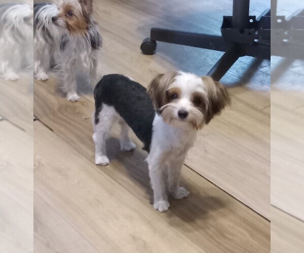 Medium Photo #1 Yorkshire Terrier Puppy For Sale in JAMAICA, IA, USA