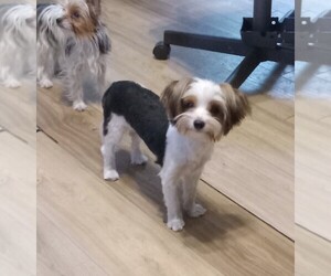 Yorkshire Terrier Puppy for Sale in JAMAICA, Iowa USA