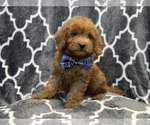 Small Photo #5 Goldendoodle (Miniature) Puppy For Sale in LAKELAND, FL, USA