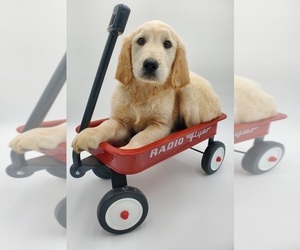 Medium Golden Retriever