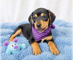 Small Beagle Mix
