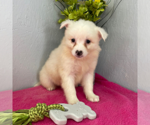 American Eskimo Dog (Toy) Puppy for sale in ARTHUR, ND, USA