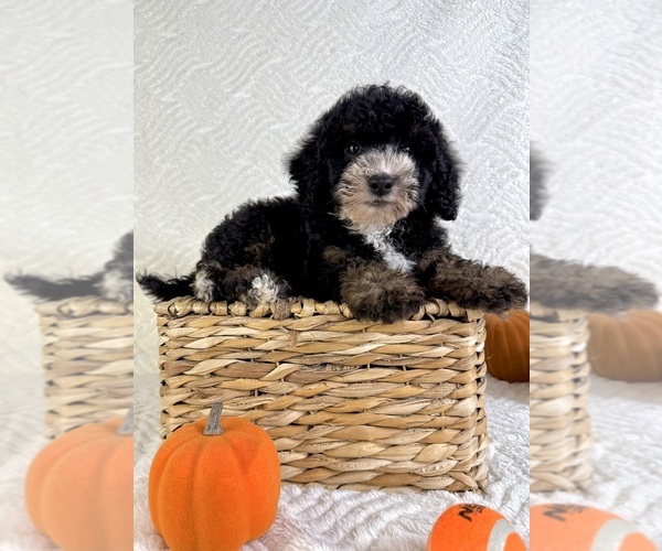 Medium Photo #1 Miniature Bernedoodle Puppy For Sale in GREENFIELD, IN, USA