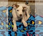 Small Photo #3 American Pit Bull Terrier-Jack Russell Terrier Mix Puppy For Sale in Hillsboro, MO, USA