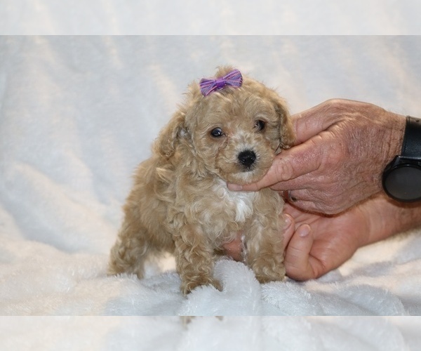 Medium Photo #29 Poodle (Toy) Puppy For Sale in DYERSBURG, TN, USA