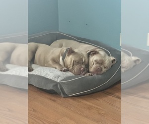Mother of the American Bully puppies born on 07/16/2026