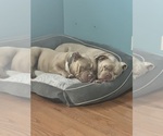 Small Photo #1 American Bully Puppy For Sale in BOLINGBROOK, IL, USA