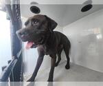 Small Staffordshire Bull Terrier Mix